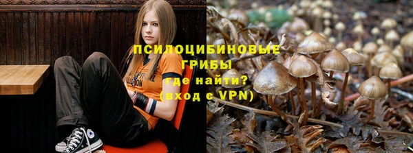 гашик Алексин