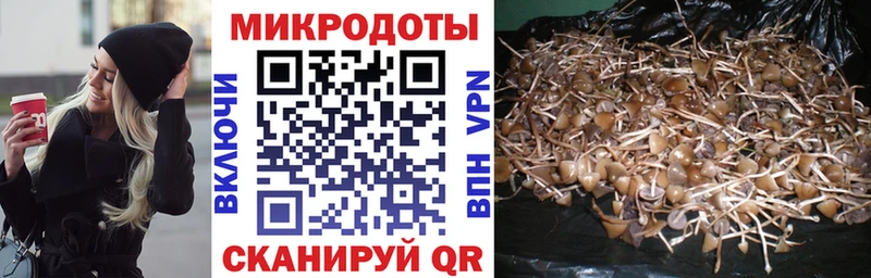 Галлюциногенные грибы Psilocybine cubensis Пустошка