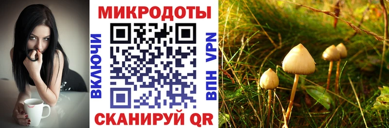 Псилоцибиновые грибы Cubensis Пустошка